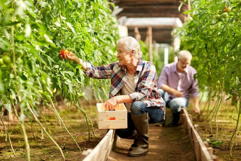 Proveer at Port City | Seniors picking tomatoes at farm greenhouse